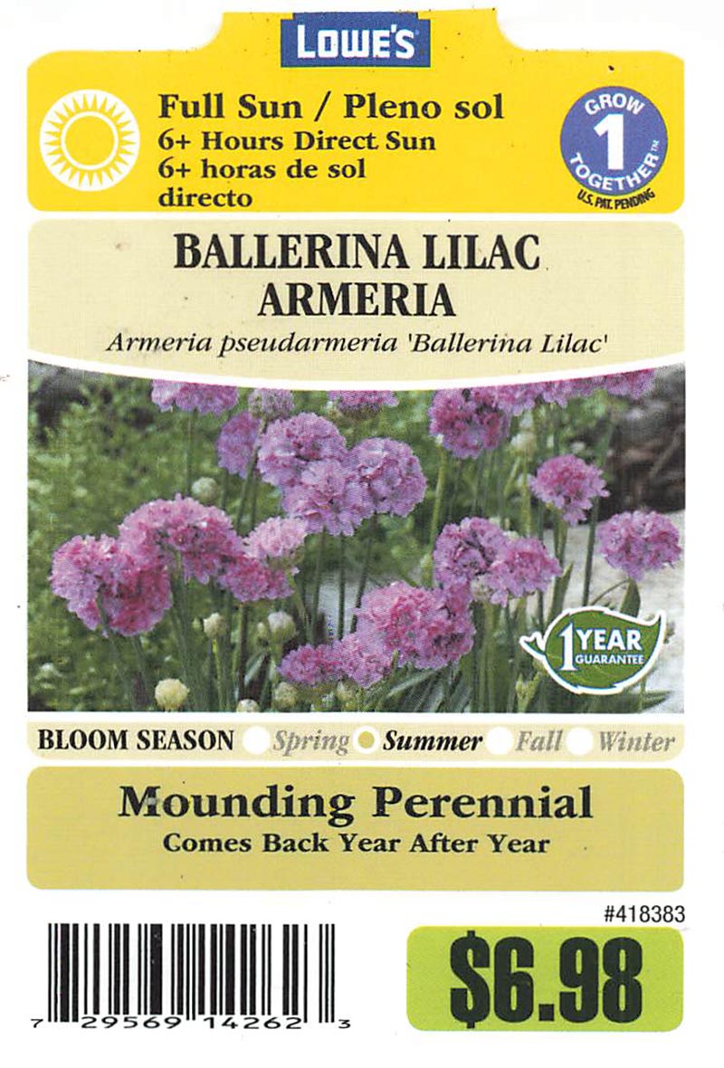 Armeria pseudarmeria 'Ballerina Lilac' | Thrift 'Ballerina Lilac ...